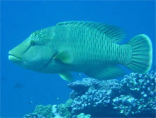 humphead wrasse