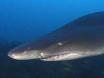 sand tiger shark