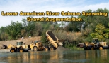 Lower American River Salmon Spawning Gravel Augmentation