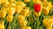 One red tulip stands out among a field of yellow tulips