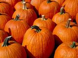 Photo: Multiple rows of pumpkins