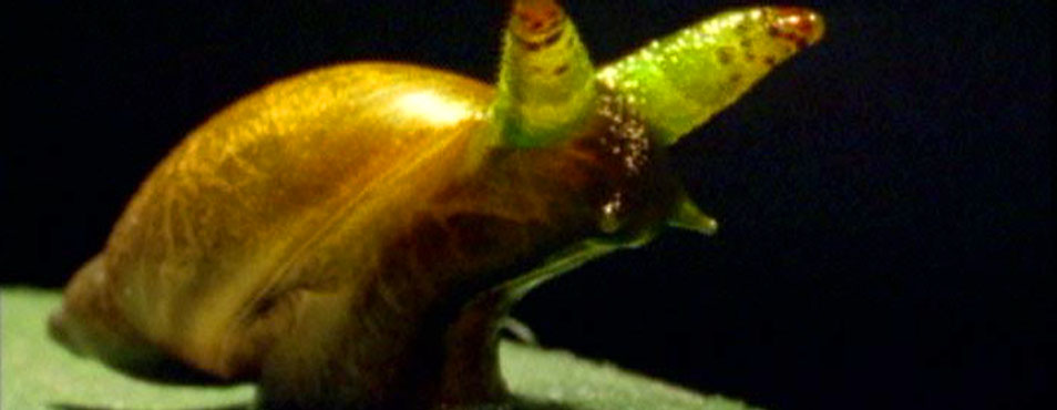 Photo: a snail