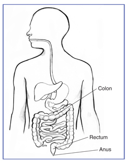 Drawing of the digestive tract with the colon, rectum, and anus labeled.