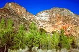 Photo of rock cliffs and cottonwood trees in Rainbow Canyon, south of Caliente, NV.