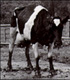 cow image