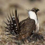 Sage-grouse