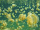 Image of endemic jellyfish in Jellyfish Lake in Palau.