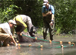 The Science Behind Restoring a River and Rebuilding a Fishery