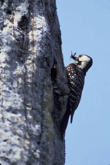 Photo of red cockaded woodpecker