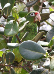 Photo of Puerto Rican parrot by Tom MacKenzie, USFWS