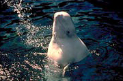 beluga whale