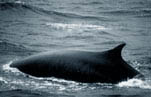 Fin whale, Balaenoptera physalus