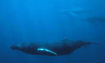 Humpback whale