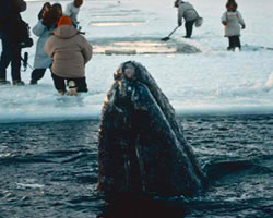 Grey whale saved in Alaska