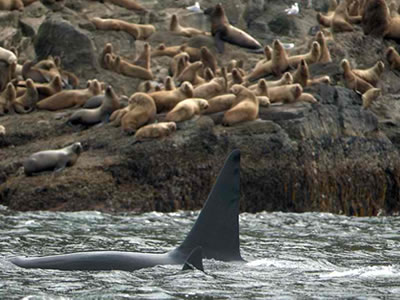 Killer Whales Cruise Past Stellar Sea Lions
