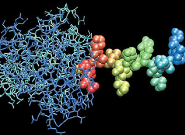 3D Model of monoclonal antibody