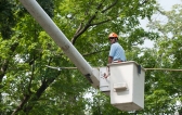 AOC tree surgeon cares for trees on Capitol Grounds