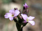 Photo of flowers and buds on rockcress in the Colorado Rocky Mountains.