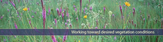 Photo of tallgrass prairie vegetation. Photo credit: USFWS