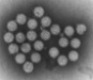 Rotavirus