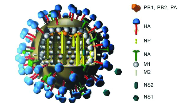 Illustation depicitng an influenza virus