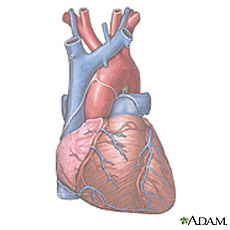 Ilustración del corazón