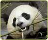 Panda chewing on bamboo