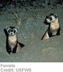 Ferrets