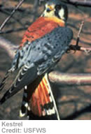 Kestrel