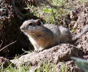 Photo of Southern Idaho ground squirrel by Justin Barrett