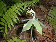 small-whorled pogonia