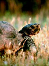 Photo of desert tortoise by 