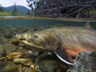 Bull trout. Credit: Joel Sartore/National Geographic Stock with Wade Fredenberg/USFWS