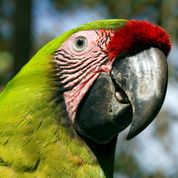 Great Green Macaw.