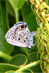 Photo of Miami blue butterfly by H.L. Salvato