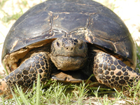 Gopher tortoise