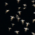 Photo of mosquitoes in mid-air.