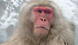 Photo of a snow monkey in a steaming pool 