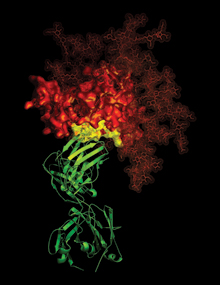 illustration of an antibody attached to an HIV surface protein