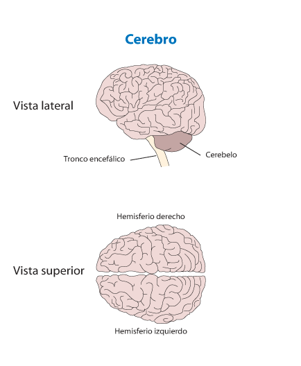 cerebro - vista lateral - tronco encefailico - cerebelo- vista superior - hemisferio derecho - hemisferio izquierdo