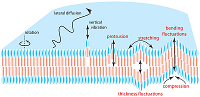 membrane dynamics illustration