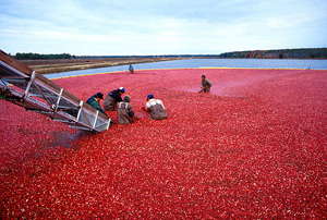 Photograph of people harvesting cranberries in a cranberry bog.