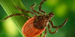 Photo: dorsal view of a blacklegged tick, Ixodes pacificus.