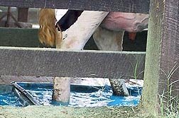 Photo: Dairy cow wading through a copper sulfate bath to help prevent foot infections. Link to photo information