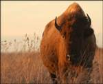 Picture of a Buffalo