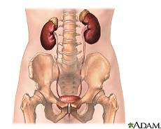 Illustration of the urinary tract