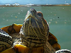 Photo: Small Turtle