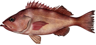 Pacific Ocean Perch