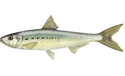 Pacific Sardine