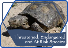 Threatened, Endangered and At Risk Species